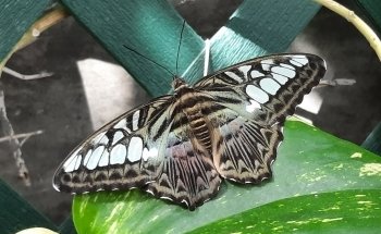Butterfly House & Aquarium
