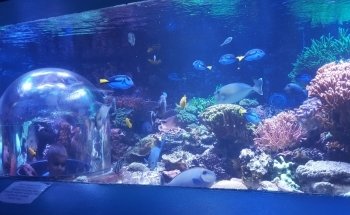 Butterfly House & Aquarium