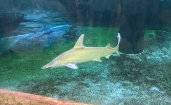 Children's Aquarium Dallas at Fair Park