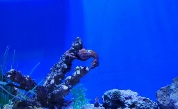 Children's Aquarium Dallas at Fair Park