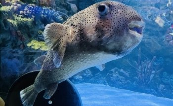 Children's Aquarium Dallas at Fair Park