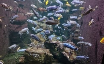 Children's Aquarium Dallas at Fair Park