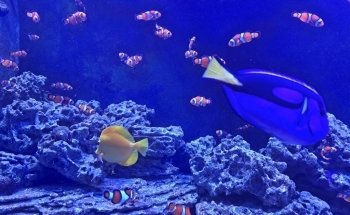 Blue Zoo Aquarium Oklahoma City