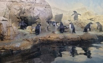St. Vincent Dolphin Pavilion