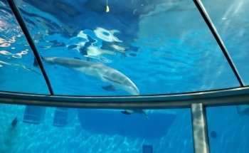 St. Vincent Dolphin Pavilion