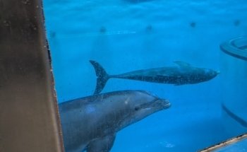 St. Vincent Dolphin Pavilion