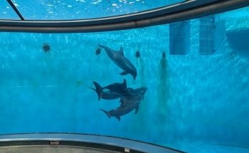 St. Vincent Dolphin Pavilion