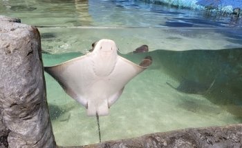 East Idaho Aquarium