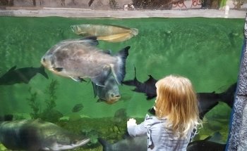 East Idaho Aquarium