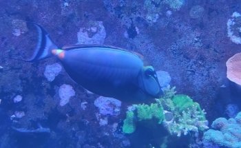East Idaho Aquarium