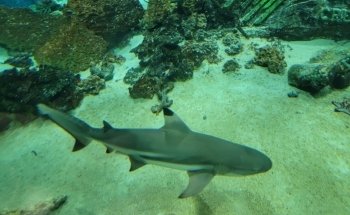 East Idaho Aquarium
