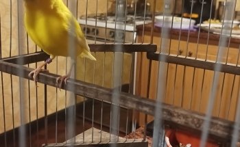 Mapache Pajarería Acuario