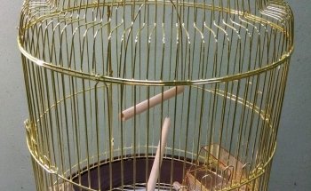 Mapache Pajarería Acuario