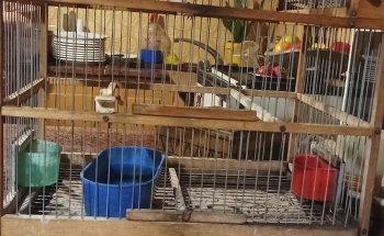 Mapache Pajarería Acuario