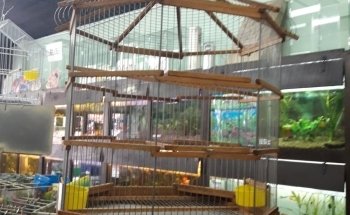 Mapache Pajarería Acuario