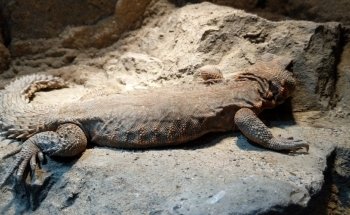 Electric City Aquarium & Reptile Den