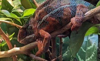 Electric City Aquarium & Reptile Den
