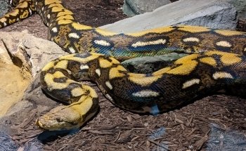 Electric City Aquarium & Reptile Den