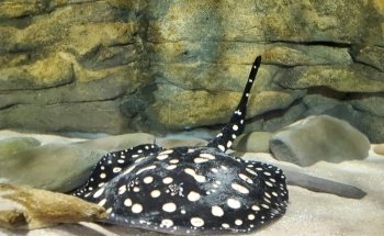 Electric City Aquarium & Reptile Den