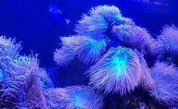 Electric City Aquarium & Reptile Den