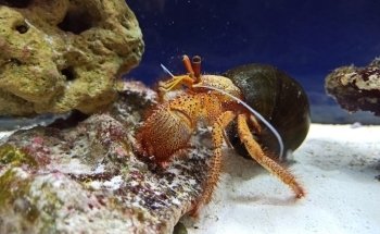 Aquarium of Boise