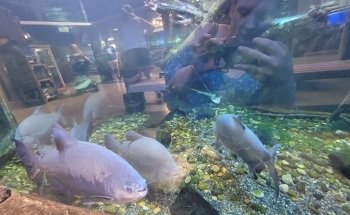Aquarium of Boise
