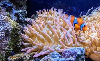 Aquarium of Boise