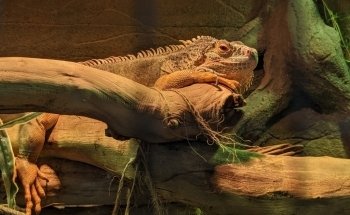 Aquarium of Boise