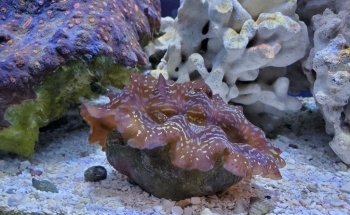 Aquarium of Boise
