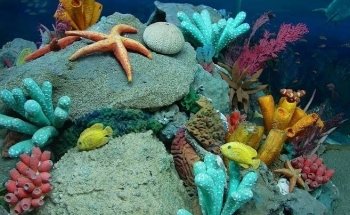 Aquarium of Boise