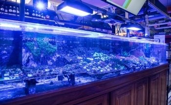 Aquatic Marine