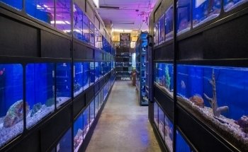 Aquatic Marine