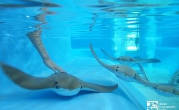 Centro Costero Oceanográfico de Florida
