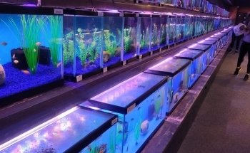 Aquatics Unlimited