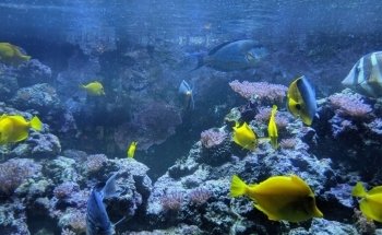 Atlantic City Aquarium