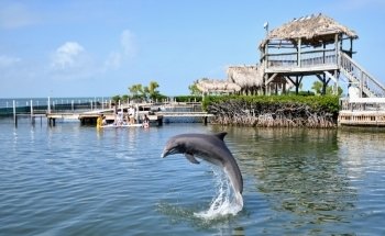Dolphin Research Center
