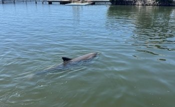 Dolphin Research Center
