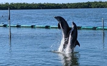 Dolphin Research Center