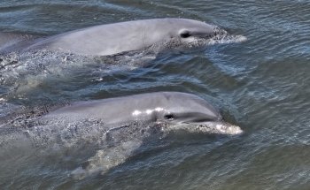 Dolphin Research Center