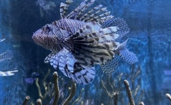 Key West Aquarium
