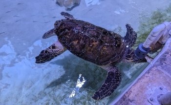 Key West Aquarium