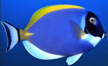 Acuario Atlántida