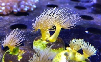 Acuario Atlántida