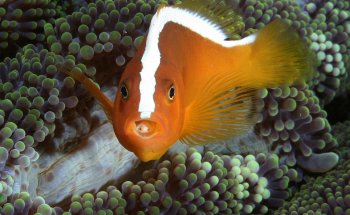 Acuario Atlántida