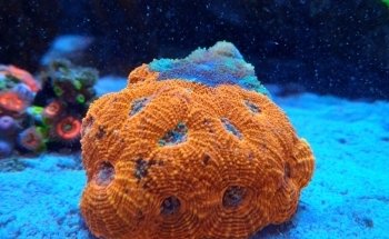 Acuario Atlántida