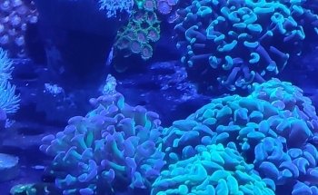 Acuario Atlántida