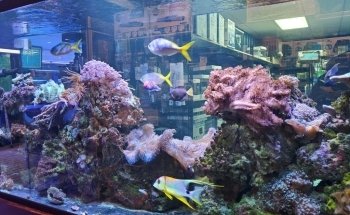 The Reef Aquarium Shop