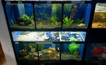 The Reef Aquarium Shop