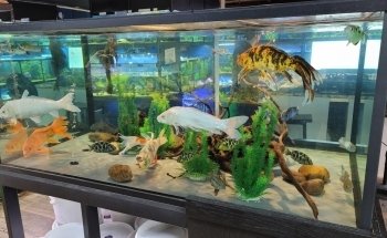 The Reef Aquarium Shop