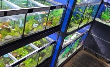 The Reef Aquarium Shop